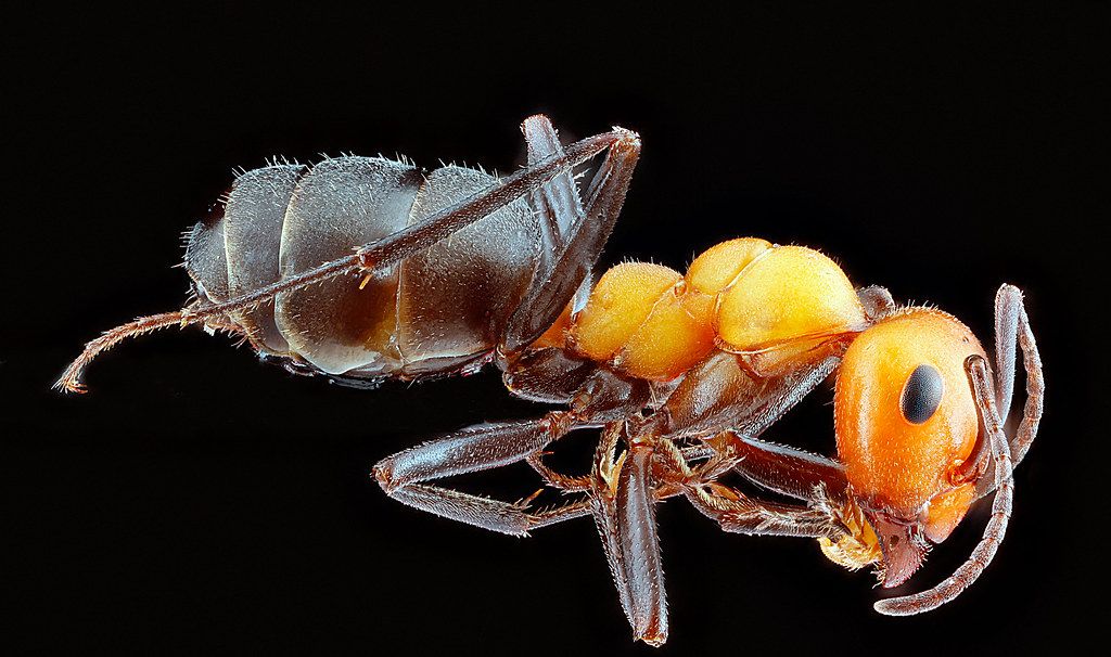 Ant Control service in Reno, NV