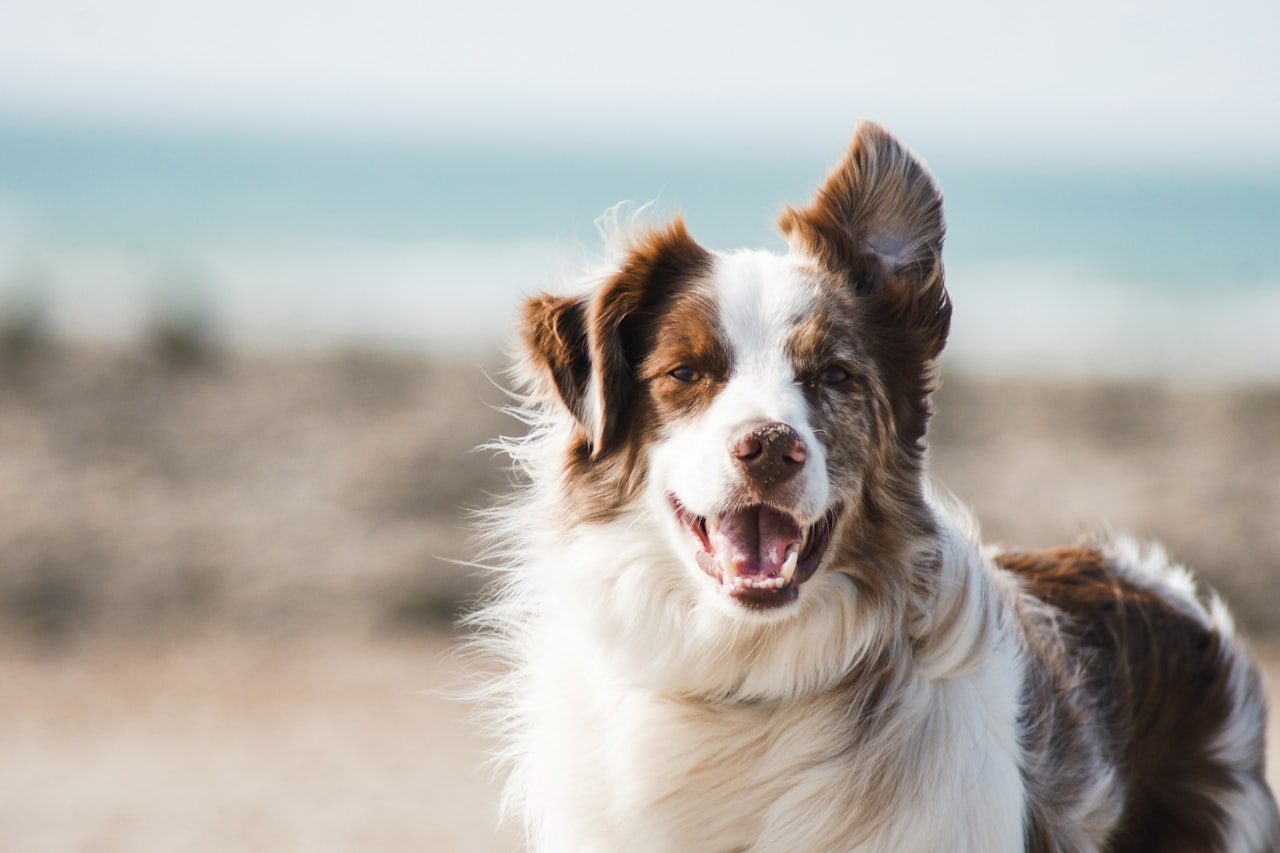 Flea & Tick Control service in Reno, NV