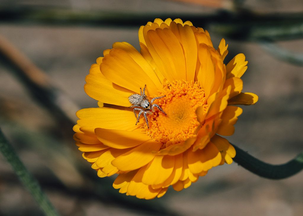 Spider Control service in Reno, NV